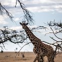 TZA MAR SerengetiNP 2016DEC25 SeroneraEast 002 : 2016, 2016 - African Adventures, Africa, Date, December, Eastern, Mara, Month, Places, Serengeti National Park, Seronera, Tanzania, Trips, Year